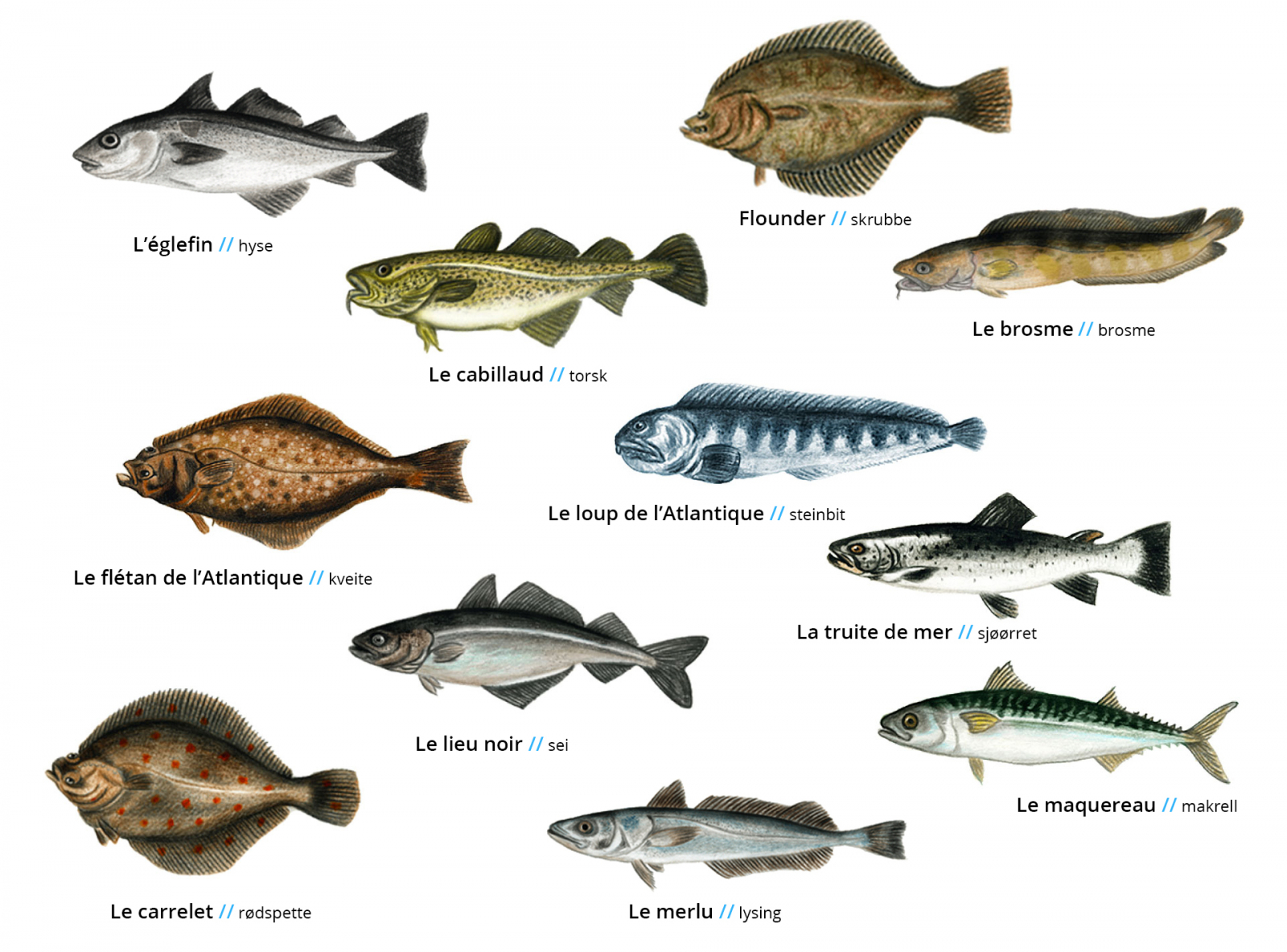 Classement des poissons - Bien choisir le poisson en fonction de ses  qualités